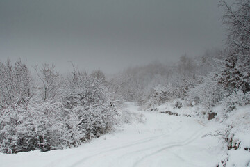 Snow and fog covered forest during winter in Apuseni mountains Romania
