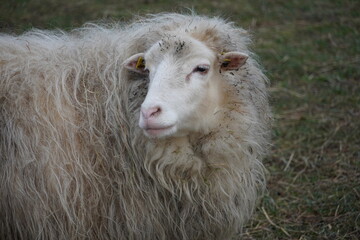 weißes Schaf Model