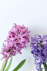 Obraz premium Pink blooming hyacinth isolated on white background. Macro of beautiful pink hyacinth flower close up. Spring flowers. 