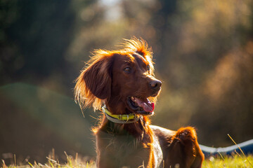 Portrait of Irish Red Setter Dog