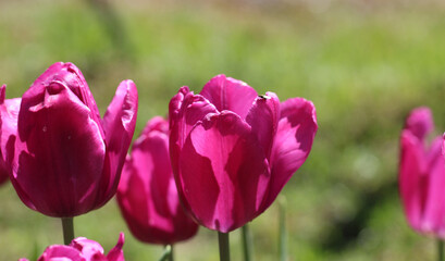 Delicate pink tulips in the garden on a natural green background. Selective soft focus and backlight