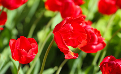 Obraz premium Close up macro beautiful red tulip flower with selective focus