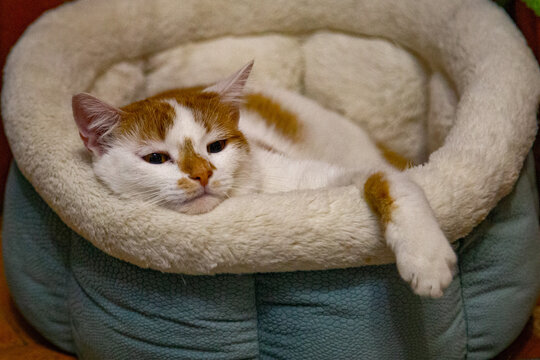 White and Red Cat Lying in Sleeping Place