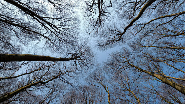Leafess Tees Banches on the Sky Background.