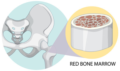 Red bone marrow on white background