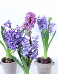 Blooming hyacinths of pastel colors in pots on a white background. Spring flowers are hyacinths. 