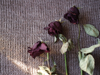 red rose that withered on a dark background