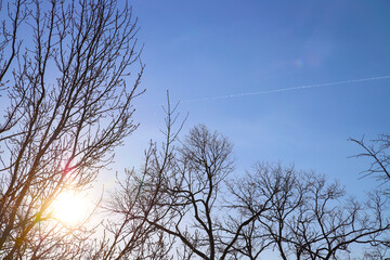 Bare trees against the blue sky. The bright sun shines through the branches. Beautiful nature background 