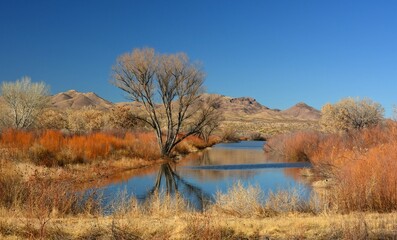 a  colorful winter scene  on a sunny day along the scenic auto loop in the marshland of the bosque del apache national wildlife refuge  near socorro, in southern new mexico 