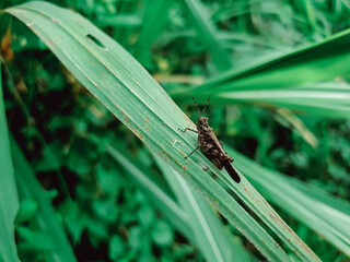 Bug on a leaf