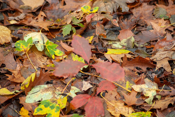 autumn leaves background