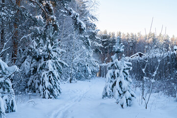 Christmas tree branches with snow