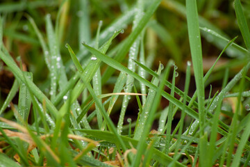 grass with dew