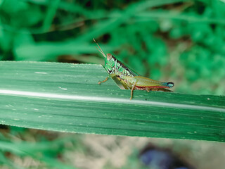 grasshopper eating grass leaves 