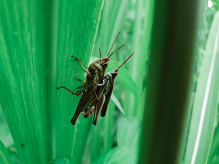 Male and female grasshopper mating on a green leaf, Locust, insect, animal.