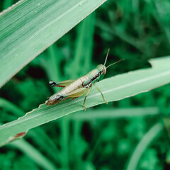 grasshopper on a green leaf