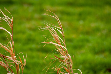 green wheat field