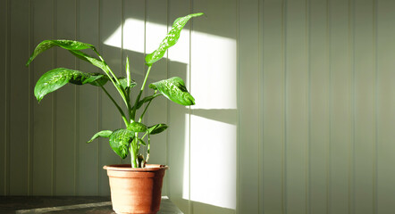 Dumb Cane, Dieffenbachia, a popular houseplant, on a rustic wood wall with free space for text. Houseplant in a flower pot stands on a wooden background. Hipster scandinavian style room interior