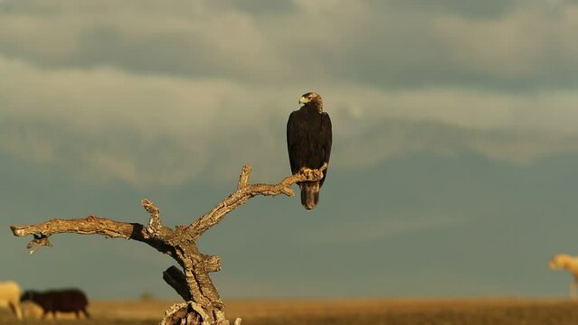 Adult female Spanish Imperial Eagle on her favorite watchtower with the first rays of morning light
