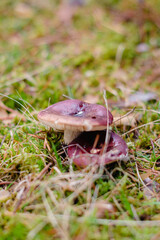 Mushroom in the forest