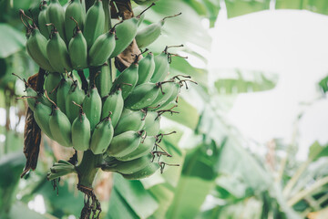 Obraz na płótnie Canvas Greenery background nature plant and leaf (Banana)