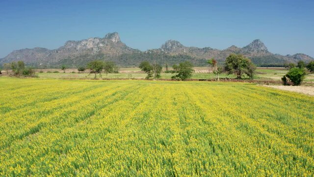 Footage B roll of aerial view drone flying above yellow sunhemp flowers field in agriculture meadow. Crotalaria juncea