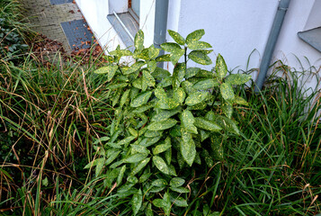 evergreen shrub with thick branches and oval leaves with a leathery character. Its homeland is...
