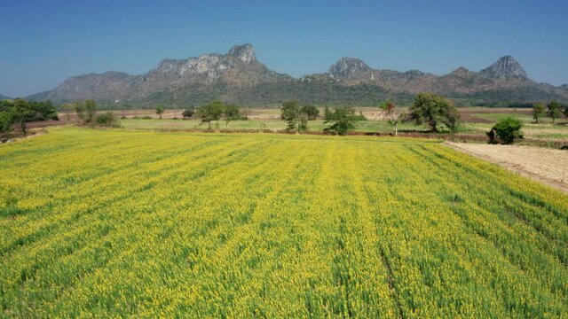 Footage B roll of aerial view drone flying above yellow sunhemp flowers field in agriculture meadow. Crotalaria juncea