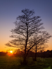 Spring sunset and tree