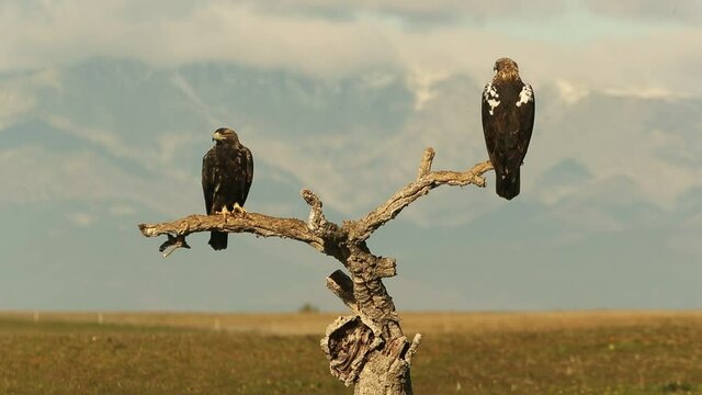 Five year old male and adult female Spanish Imperial Eagle on their favorite watchtower at first light of day