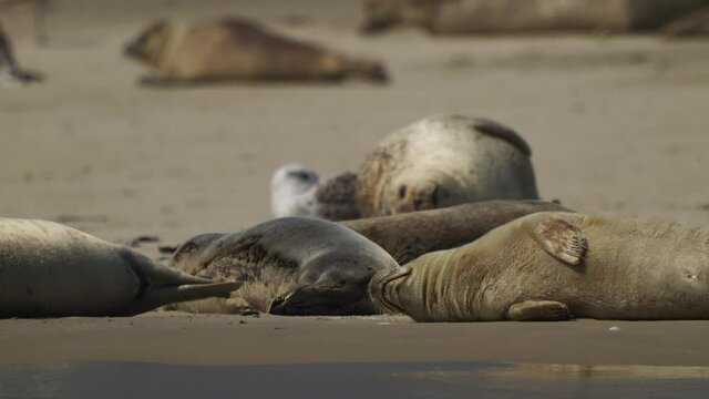 Lazy tired seals rest on sand during mid-day, orbit shot. 