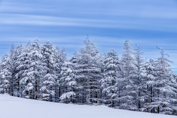 真冬の美ヶ原スノーハイク