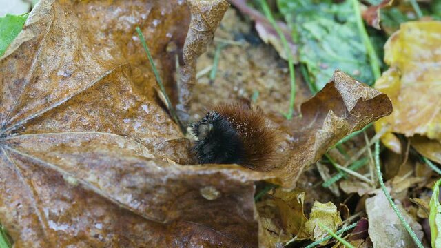 Woolly bear caterpillar that is wet from an autumn rain shower. Clip B