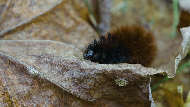 Woolly bear caterpillar crawling on a dead leaf in late autumn. Clip D