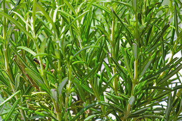 Fototapeta na wymiar Close-up of green rosemary branches. The background of nature.