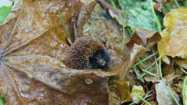 Woolly bear caterpillar that is wet from an autumn rain shower. Clip A