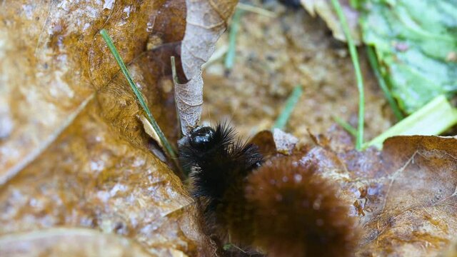 Woolly bear caterpillar on a wet, dead leaf during late autumn. Clip B