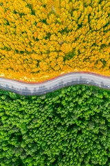 Wall murals Orange yellow autumn and green summer forest separated by a winding road. aerial view from a drone vertical photo concept background