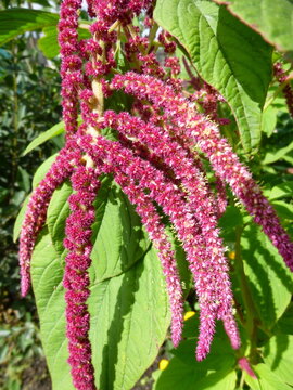 Amaranth flowers and plant, top view, garden in Siberia Russia.