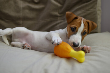 Jack Russell dog playing with a toy rubber chicken leg