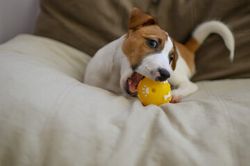 Jack Russell dog playing with a small ball