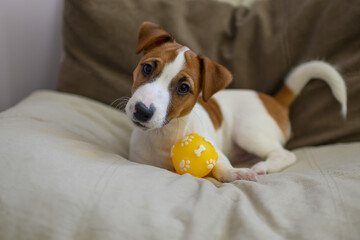 Jack Russell dog playing with a small ball