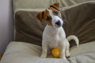Jack Russell dog playing with a small ball