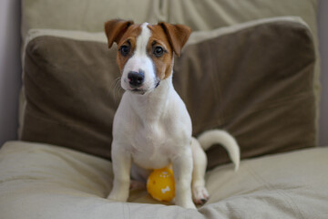 Jack Russell dog playing with a small ball