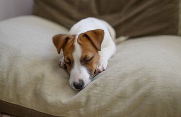 Jack Russell dog puppy sleeps on a large beige pillow