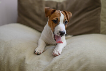 Jack Russell dog puppy lies on a large beige pillow