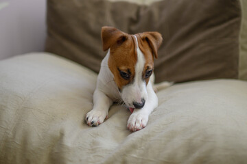 Jack Russell dog puppy lies on a large beige pillow