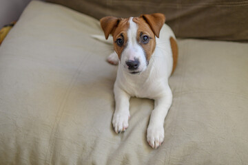 jack russell dog looks intently