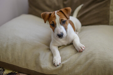 jack russell dog looks intently