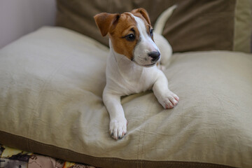 jack russell dog looks intently